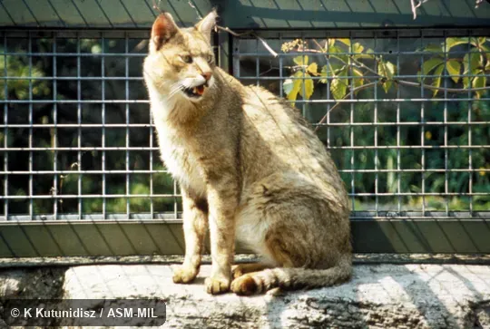 Oblique view, sitting.  Also as Swamp Cat|Reed Cat.
