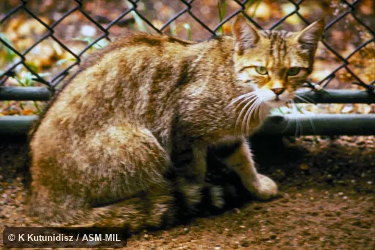 Oblique view of cat sitting