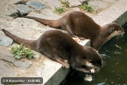Dorso-lateral view of pair of otters at edge of pool. Also as Oriental Small-clawed Otter. Formerly Aonyx cinerea|Aonyx cinereus. Dorso-lateral view of pair of otters at edge of pool. Also as Oriental Small-clawed Otter. Formerly Aonyx cinerea|Aonyx cinereus.