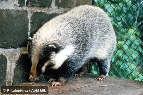 Oblique view.  Identification to species based on external characteristics.