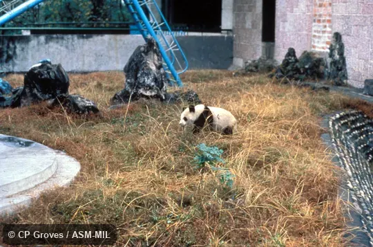 Side view of young panda walking