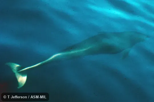 Underwater posterodorsal view. Formerly in order Cetacea. Also as White-bellied Right-whale Dolphin. Underwater posterodorsal view. Formerly in order Cetacea. Also as White-bellied Right-whale Dolphin.