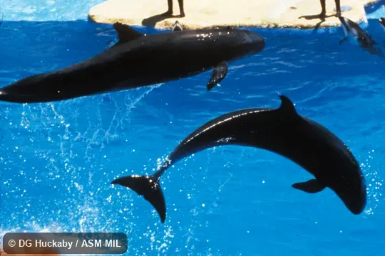 Two whales leaping. Formerly in order Cetacea. Also as False Pilot Whale. Two whales leaping. Formerly in order Cetacea. Also as False Pilot Whale.