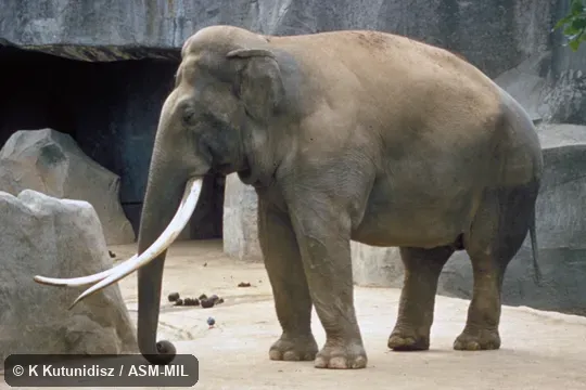 Side view of male with long tusks