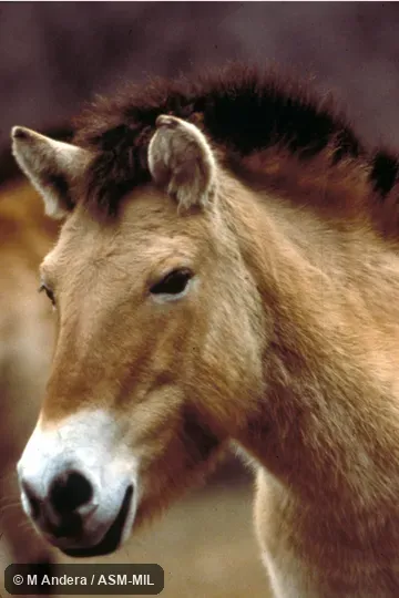 Close-up of head.  Equus ferus przewalskii.  Also as Equus caballus przewalskii or Equus przewalskii.  Also as Takhi, Eurasian Wild Horse, Przewalski's Horse.