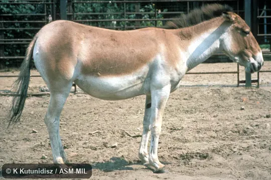 Side view, standing.  Also as Tibetan Wild Ass.