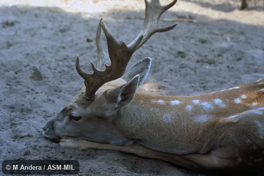 Close-up of head of adult male.  Formerly Dama dama mesopotamica.  Also as Persian Fallow Deer.