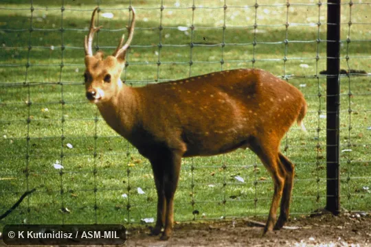Side view of adult male. Axis porcinus porcinus, Indian Hog Deer. Also as Hyelaphus porcinus. Side view of adult male. Axis porcinus porcinus, Indian Hog Deer. Also as Hyelaphus porcinus.