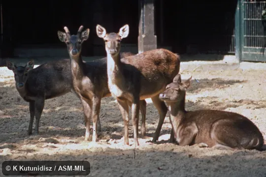 Male in velvet with three females.  Also as Cervus timorensis, Javan Rusa|Maned Sambar|Rusa Deer|Sunda Sambar|Timor Deer.