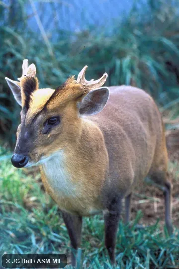 Oblique view of adult male, antlers visible