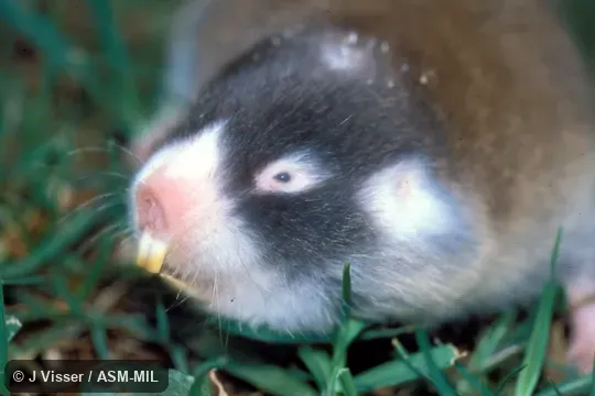 Close-up of head.  Also as Cape Blesmol.