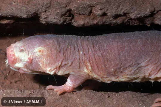 Side view of mole-rat in tunnel.  Also as Desert Mole Rat, Sand Puppy.