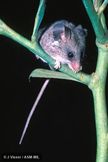 Front view of mouse sitting on branch.  Formerly Dendromus melanotis.
