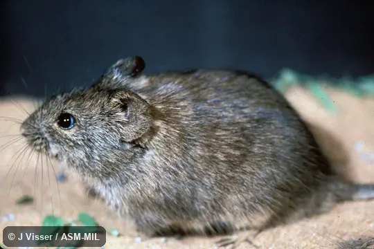 Side view.  Formerly Myotomys unisulcatus.