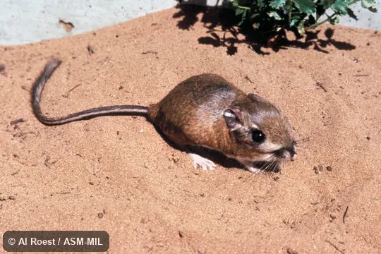 Oblique view from above, Dipodomys heermanni morroensis, Morro Bay Kangaroo Rat.