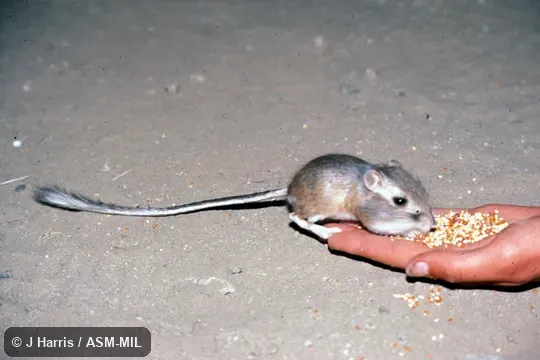 Dipodomys nitratoides brevinasus, Short-nosed Kangaroo Rat.  Oblique view of animal feeding on seeds from a person's hand.  Also as San Joaquin Valley Kangaroo Rat.