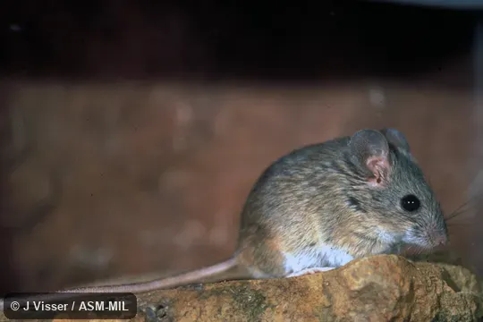 Side view. Formerly Aethomys namaquensis. Also as Namaqua Aethomys|Namaqua Micaelamys|Namaqua Rock Mouse. Side view. Formerly Aethomys namaquensis. Also as Namaqua Aethomys|Namaqua Micaelamys|Namaqua Rock Mouse.