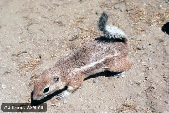 Dorsolateral view from front, showing underside of tail held over back