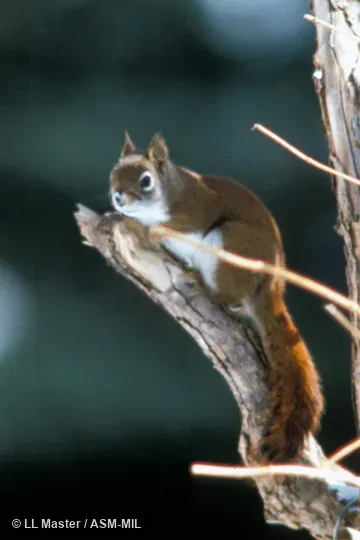 Side view. Tamiasciurus hudsonicus loquax. Also as Pine Squirrel. Side view. Tamiasciurus hudsonicus loquax. Also as Pine Squirrel.