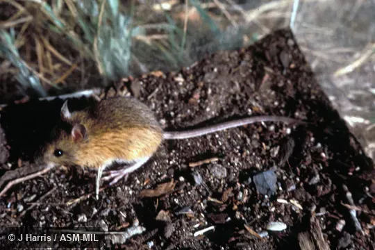 Dorsolateral view of caged mouse.  Formerly in Dipodidae.  Formerly Zapus princeps pacificus.