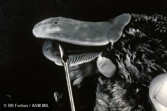 Dorsolateral view of head, showing grooves on inside of lower jaw (preserved specimen, black and white photograph).  Also as Duck-billed Platypus.