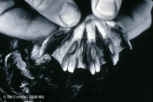 Close-up view of manus, showing webbing and claws (preserved specimen; black and white photograph).  Also as Duck-billed Platypus.