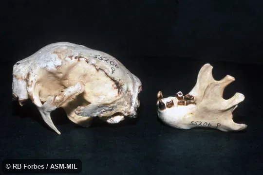 Lateral view of skull and mandible.  Also as Brown-throated Sloth.