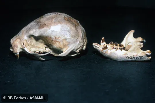 Lateral view of skull and mandible. Formerly in Megalonychidae. Lateral view of skull and mandible. Formerly in Megalonychidae.