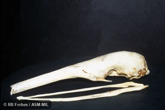 Lateral view of skull and mandible.  Also as Ant Bear, Great Anteater.