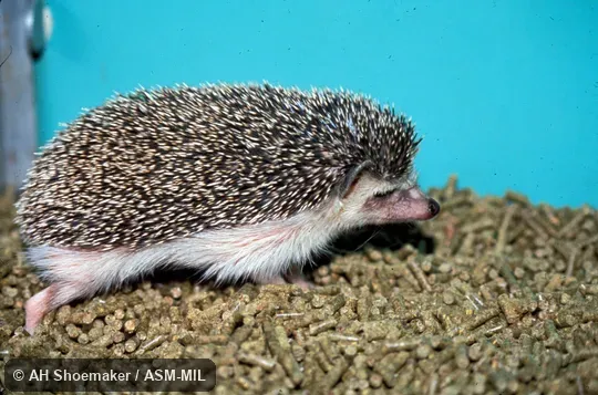 Side view, in captivity.  Formerly Erinaceomorpha.  Also as African Pygmy Hedgehog|Central African Hedgehog|White-bellied Hedgehog.