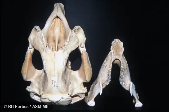 Dorsal view of skull and mandible.  Also as American Manatee, Antillean Manatee, Caribbean Manatee, Florida Manatee, North American Manatee.