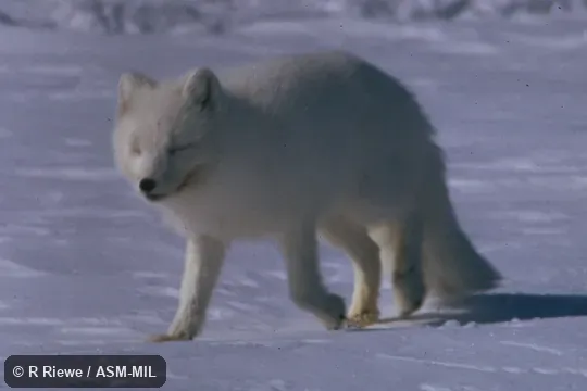 Oblique view in white pelage.  Also as Alopex lagopus.  Also as Polar Fox.
