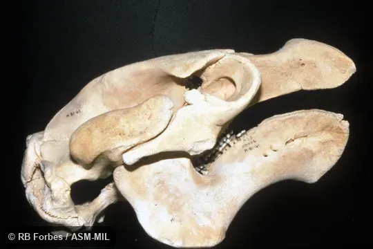 Lateral view of skull and mandible.  Also as American Manatee, Antillean Manatee, Caribbean Manatee, Florida Manatee, North American Manatee.
