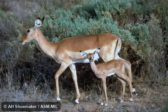 Side view, female with young.  Also as Common Impala.