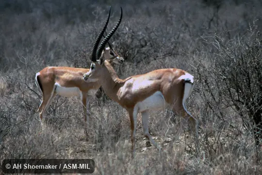 Side view of male and female.  Formerly as Nanger granti brighti, Grant's Gazelle.