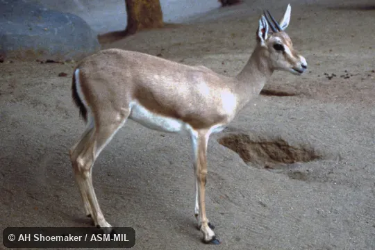 Side view, standing, female.  Gazella leptoceros leptoceros.