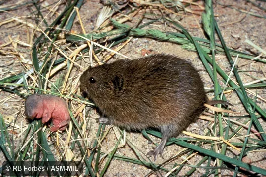 Adult female with neonate. Microtus mogollonensis guadalupensis. Formerly Microtus mexicanus guadalupensis, Mexican Vole. Adult female with neonate. Microtus mogollonensis guadalupensis. Formerly Microtus mexicanus guadalupensis, Mexican Vole.