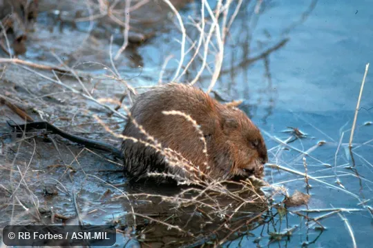 Lateral view of adult feeding at edge of water.  Also as Muskbeaver.