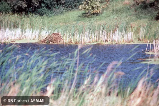 Muskrat lodge over water.  Also as Muskbeaver.