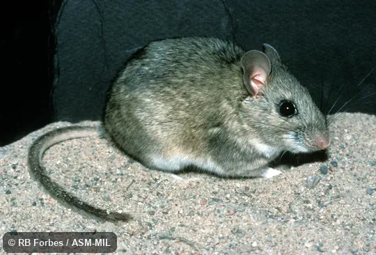 Side view, Neotoma mexicana scopulorum