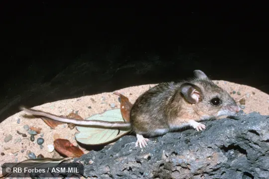 Side view, Peromyscus boylii rowleyi.  Also as Brush Mouse.