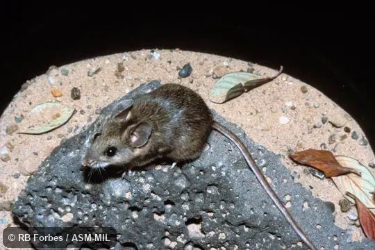 Dorsolateral view.  Also as Cactus Mouse.