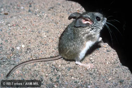 Lateral view, standing on hind legs.  Peromyscus truei truei.  Also as Pinyon Mouse.