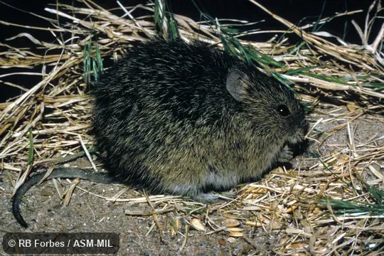 Side view, S. h. berlandieri