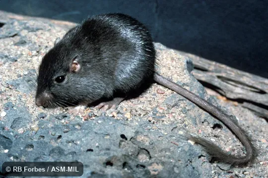 Chaetodipus intermedius ater (melanistic form), oblique front view, laboratory animal.  Also as Intermediate Pocket Mouse.