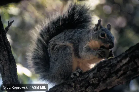 Side view, on large branch of tree. Also as Parasciurus arizonensis. Side view, on large branch of tree. Also as Parasciurus arizonensis.