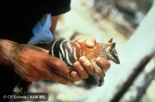 Hand-held, side view, white lines on rump visible.  Also as Banded Anteater|Marsupial Anteater.