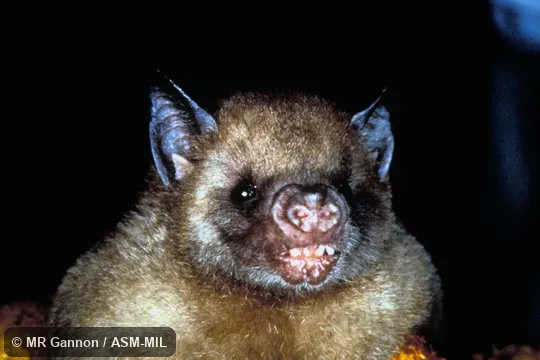 Brachyphylla cavernarum intermedia.  Front view of head and shoulder region.  Also as Antillean Fruit-eating Bat.