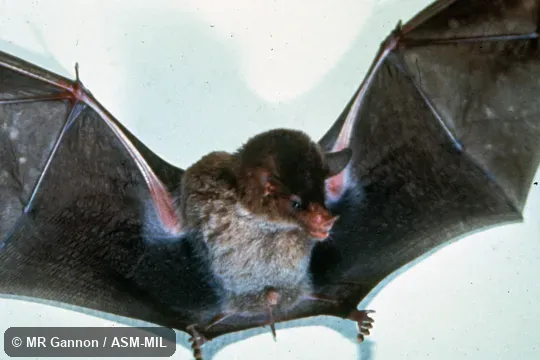 Monophyllus redmani portoricensis.  View of underside, including most of wings (extended), adult male.  Also as Greater Antillean Long-tongued Bat|Leach's Long-tongued Bat|Leach's Single-leaf Bat.