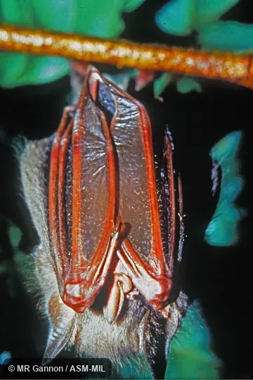 Hanging from branch, wings folded, thumbs (digit 1) visible, juvenile male.  Also as Red Fig-eating Bat.